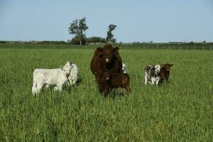 bianca shorthorn vitello , nel argentino campagna, la pampa Provincia, patagonia, argentina. foto