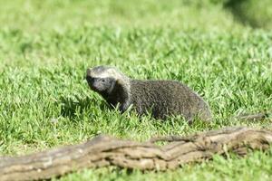 poco grigione, mustelide quello vite nel Sud America foto