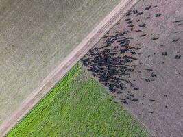 carne produzione, bestiame nel pampa regione, aereo vista, argentina foto