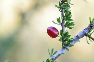 rosso selvaggio frutti,chiamati piquillina, nel patagonia foresta, argentina foto