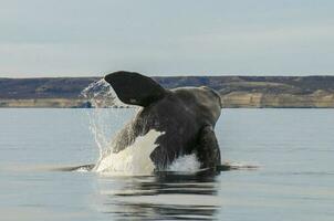 meridionale giusto balena, salto comportamento, puerto madryn, patagonia, argentina foto