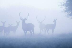 rosso cervo nel il nebbia, argentina, parque luro natura Riserva foto