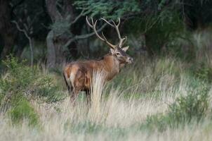 rosso cervo nel calden foresta ambiente, la pampa, argentina, parque Luro, natura Riserva foto