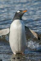 gentoo pinguino, su un antartico spiaggia, neko porto, Antartide foto