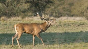 femmina rosso cervo mandria nel la pampa, argentina, parque luro natura Riserva foto