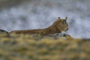 puma a piedi nel montagna ambiente, torres del paine nazionale parco, patagonia, chile. foto