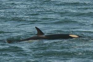 orca attaccare mare leoni, patagonia argentina foto