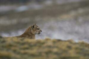 puma a piedi nel montagna ambiente, torres del paine nazionale parco, patagonia, chile. foto