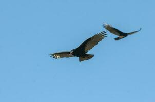 tacchino avvoltoio, ,pianificazione nel volo, patagonia, argentina foto