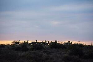 guanaco, lama guanico, penisola Valdes, unesco mondo eredità luogo, patagonia argentina. foto