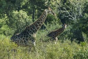 giraffa nel il giungla habitat, Africa foto