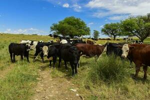 mucche alimentato con erba, pampa, patagonia, argentina foto