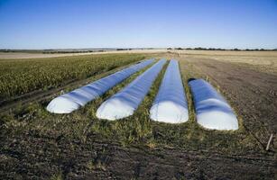 silo Borsa, grano Conservazione nel la pampa, argentina foto