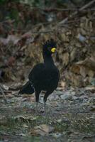 spoglio affrontato curassow, nel un' giungla ambiente, pantanal brasile foto