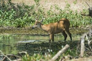 palude cervo, pantanal brasile foto