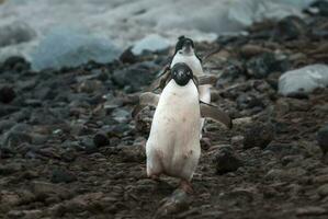 adelia pinguino, antartica foto