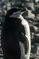 sottogola pinguino, paulet isola, antartica, scientifico nome, pygoscelis antartico foto