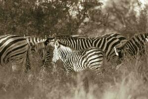 mandria di zebre nel il africano savana foto