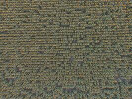 girasole coltivazione, aereo Visualizza, nel pampa regione, argentina foto