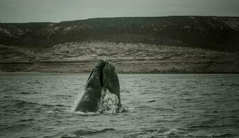 balena patagonia argentina foto