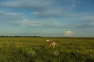 cavalli nel il argentino campagna, la pampa Provincia, patagonia, argentina. foto