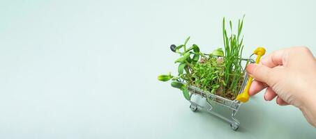 germinato microgreen nel shopping carrello su verde sfondo. bandiera con copia spazio foto