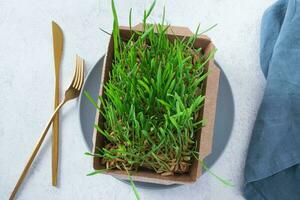 germogliato microgreen avena germogli su piatto con posate. superfood concetto foto