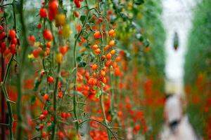 rosso ciliegia pomodori maturazione nel il serra giardino nel da lat, Vietnam. foto