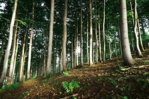 nel il estate faggio foresta foto