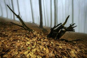 nel il primavera faggio foresta foto