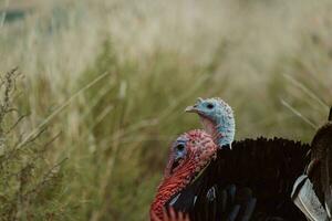 tacchini a piedi nel azienda agricola con verde erba foto