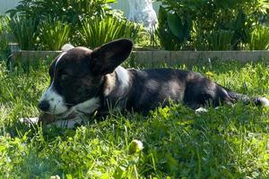 cucciolo welsh corgi cardigan è sdraiato sull'erba. un animale domestico. un bel cane purosangue. il concetto dell'opera d'arte per i materiali stampati. articolo sui cani. un piccolo cucciolo a passeggio. cane corgi. verde foto