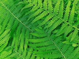 modello naturale realizzato con foglie di felce verde. foto
