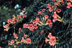 fiori d'arancio della fioritura della tromba. fiori d'arancio della vite di tromba o rampicante di tromba campsis radicans, noto anche come vite di prurito di vacca. foto