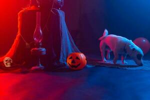cane Jack russell terrier su un' sfondo di Halloween foto