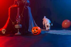 cane Jack russell terrier su un' sfondo di Halloween foto