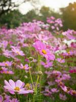 cosmo fiore con sfocato sfondo. fioritura rosa fiore. foto