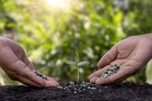 le mani stanno fertilizzando le piantine e innaffiando le piantine che crescono su un terreno fertile. concetto di agricoltura, proteggere la natura.