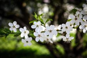 prugnolo piccoli fiori bianchi che sbocciano sul ramo su sfondo sfocato foto
