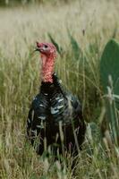 il tacchino, un' uccello di natura, miscele con il pieno di piante dintorni foto