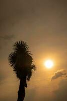 il sole imposta, un' sereno paesaggio emerge, con palma alberi staglia contro il colorato cielo. foto