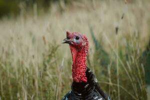 il tacchino, un' uccello di natura, miscele con il pieno di piante dintorni foto