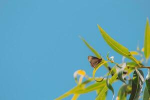 nel il cielo, farfalle e falene, impollinatori foto