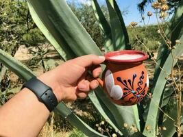 pulque un' tradizionale messicano bevanda a partire dal il maguey pianta, radicato nel natura foto