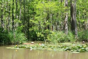 paesaggio lungo il perla fiume a partire dal un' barca su il miele isola palude giro nel slidell Louisiana foto