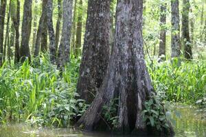 paesaggio lungo il perla fiume a partire dal un' barca su il miele isola palude giro nel slidell Louisiana foto