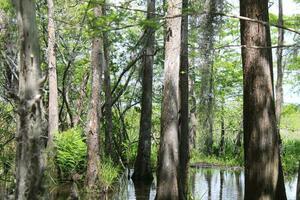 paesaggio lungo il perla fiume a partire dal un' barca su il miele isola palude giro nel slidell Louisiana foto