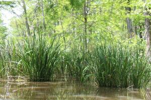 paesaggio lungo il perla fiume a partire dal un' barca su il miele isola palude giro nel slidell Louisiana foto