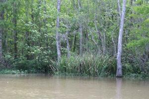 paesaggio lungo il perla fiume a partire dal un' barca su il miele isola palude giro nel slidell Louisiana foto