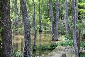 paesaggio lungo il perla fiume a partire dal un' barca su il miele isola palude giro nel slidell Louisiana foto